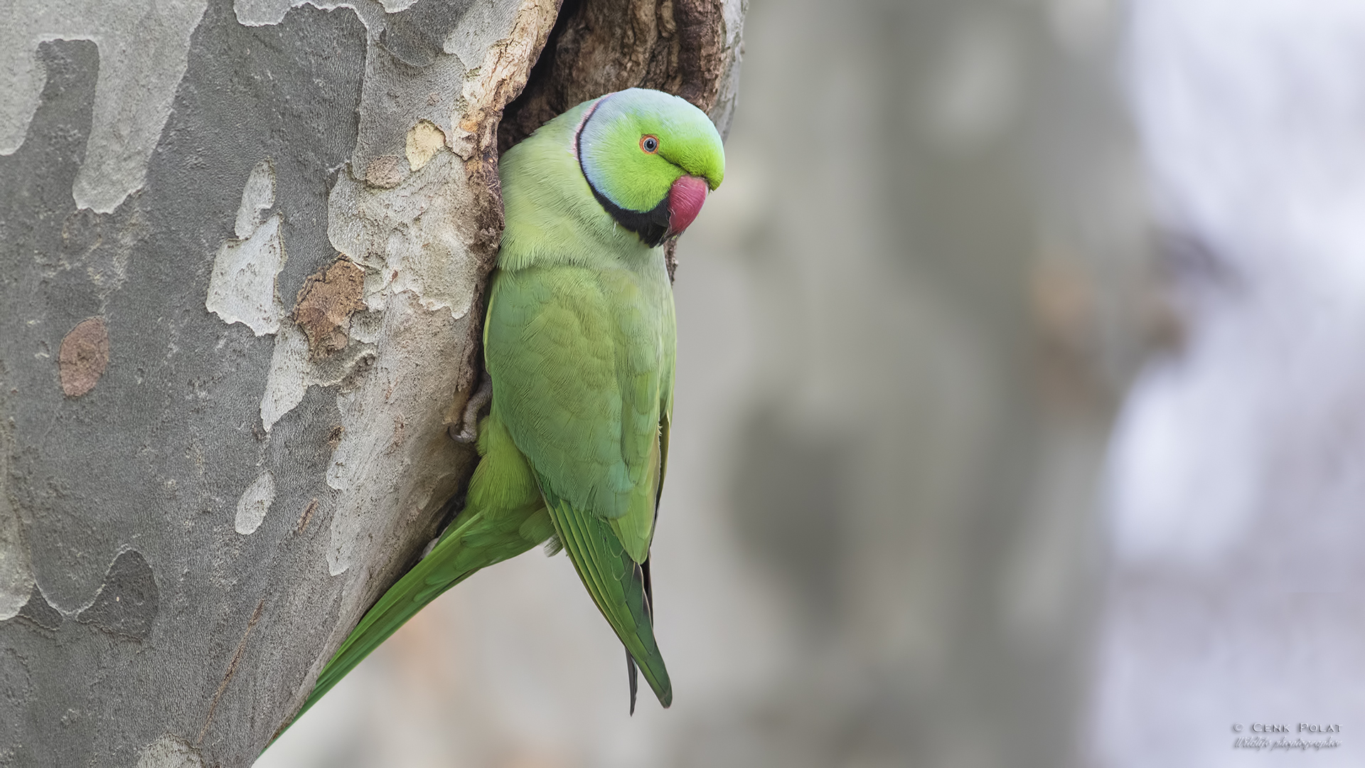 Rose-ringed Parakeet